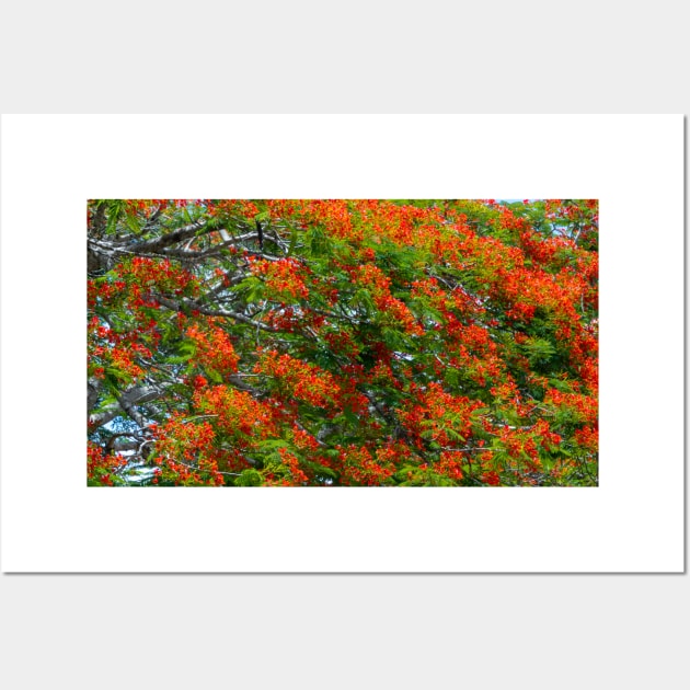 Royal Poinciana Flowering Tree Wall Art by SafariByMarisa